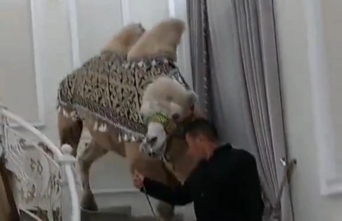 Фото: скриншот из видео