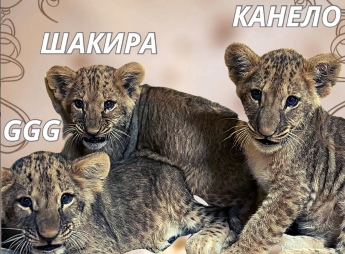 Фото: Instagram/shymkentzoo