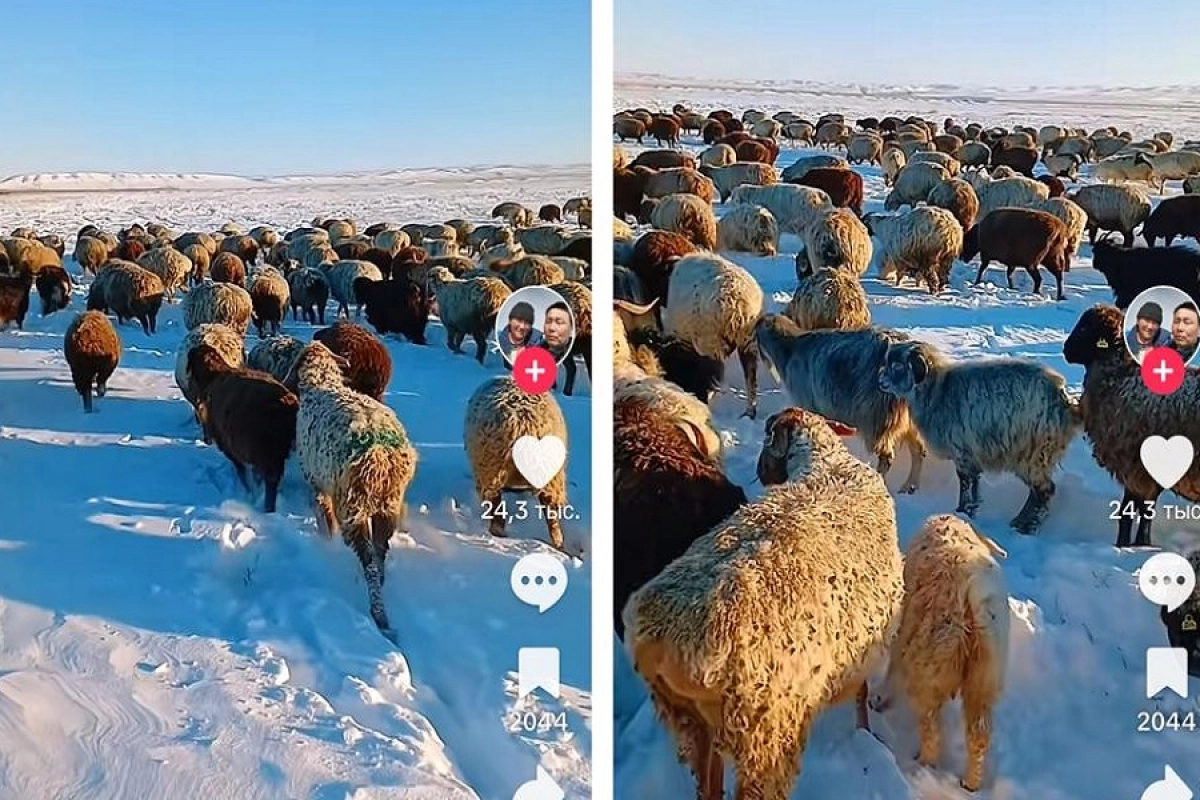 Фото коллаж ИА «NewTimes.kz»