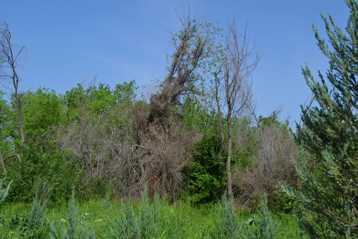 Фото: NewTimes.kz
