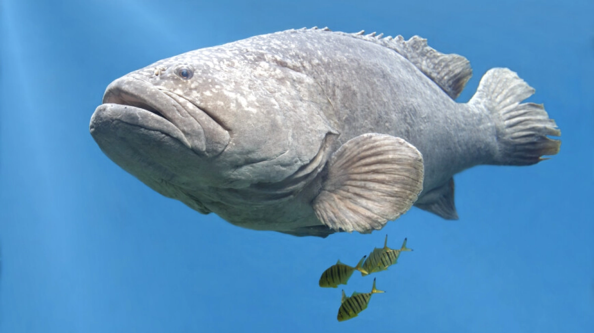 Фото: Shutterstock/FOTODOM