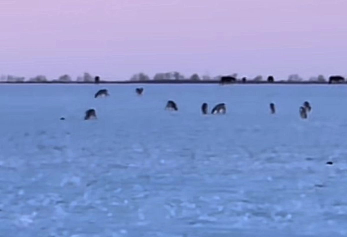 Дикие косули пасутся вместе с лошадьми на казахстанских пастбищах