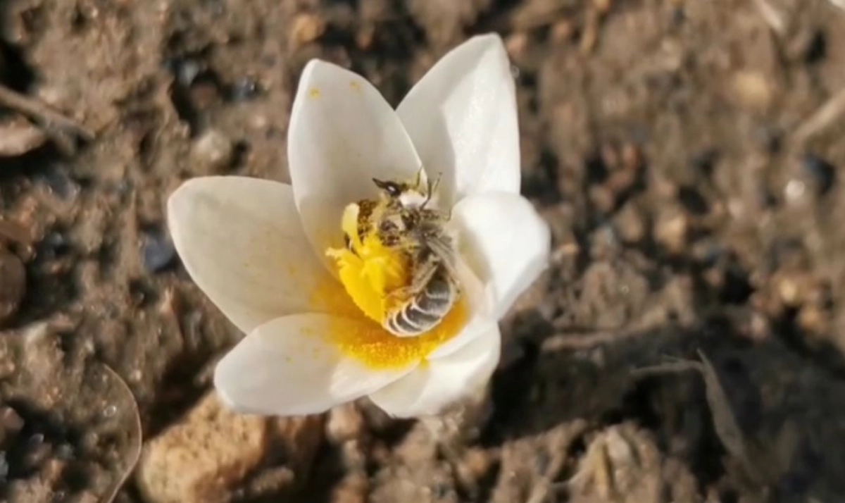 Фото: скриншот из видео