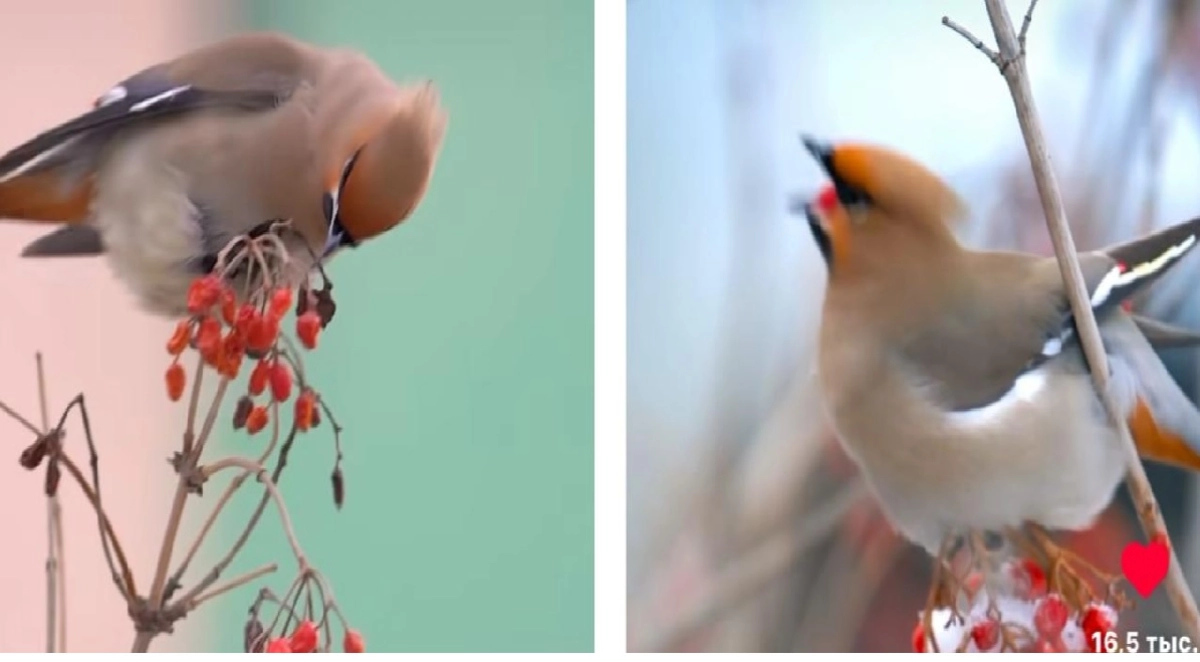 Фото коллаж ИА «NewTimes.kz»