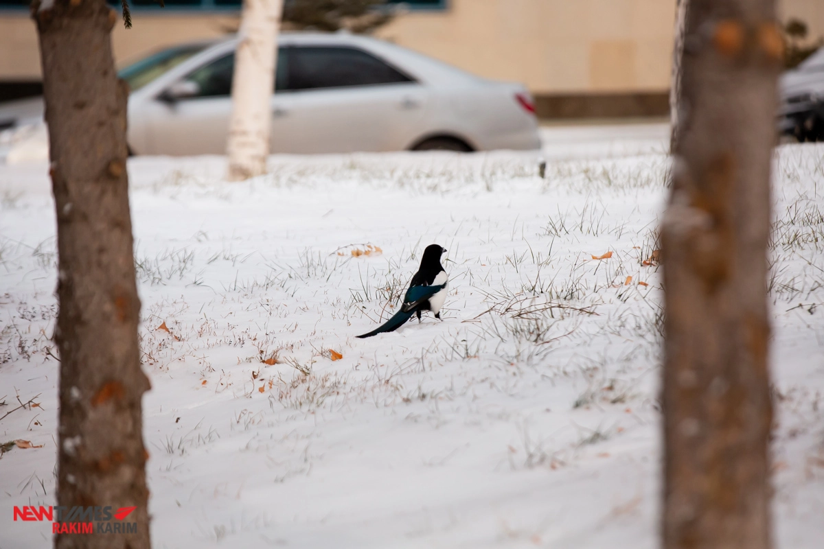 Фото: Newtimes.kz