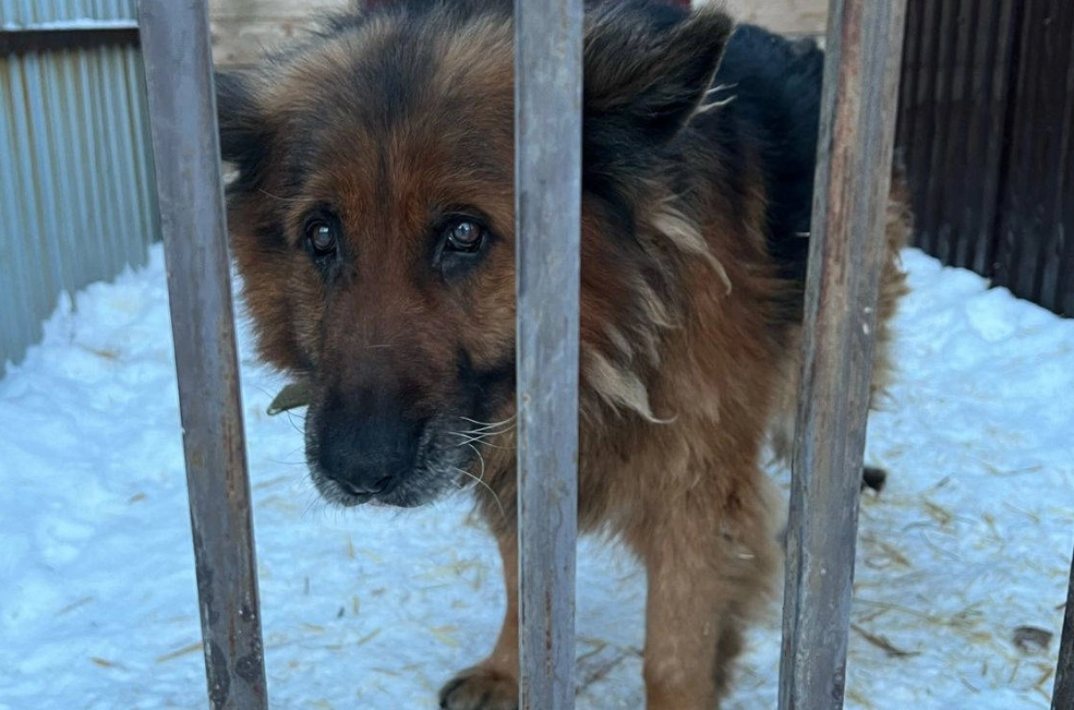 Фото: yk-news.kz