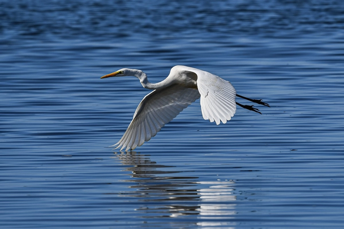 Иллюстративное фото pixabay.com