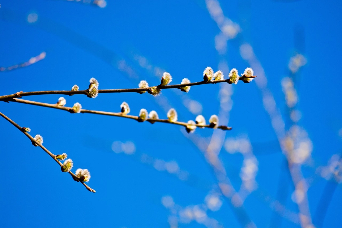 Фото: pixabay.com