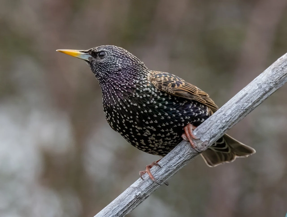 Фото: pixabay.com