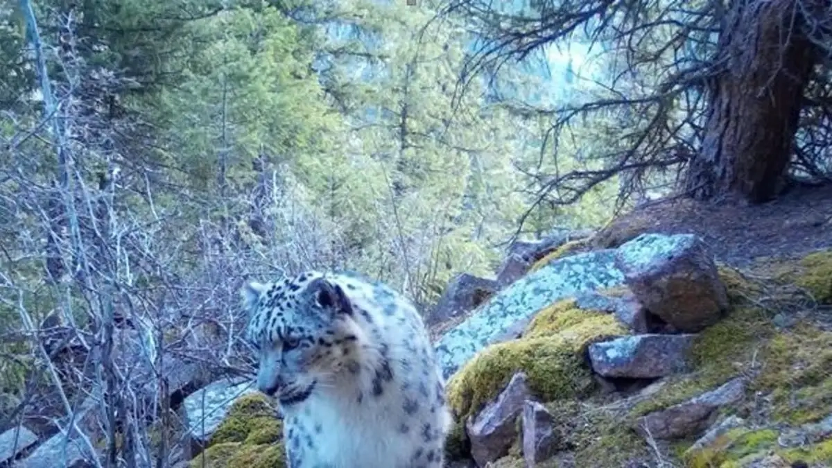 Фото: комитет лесного хозяйства и животного мира министерства экологии и природных ресурсов РК