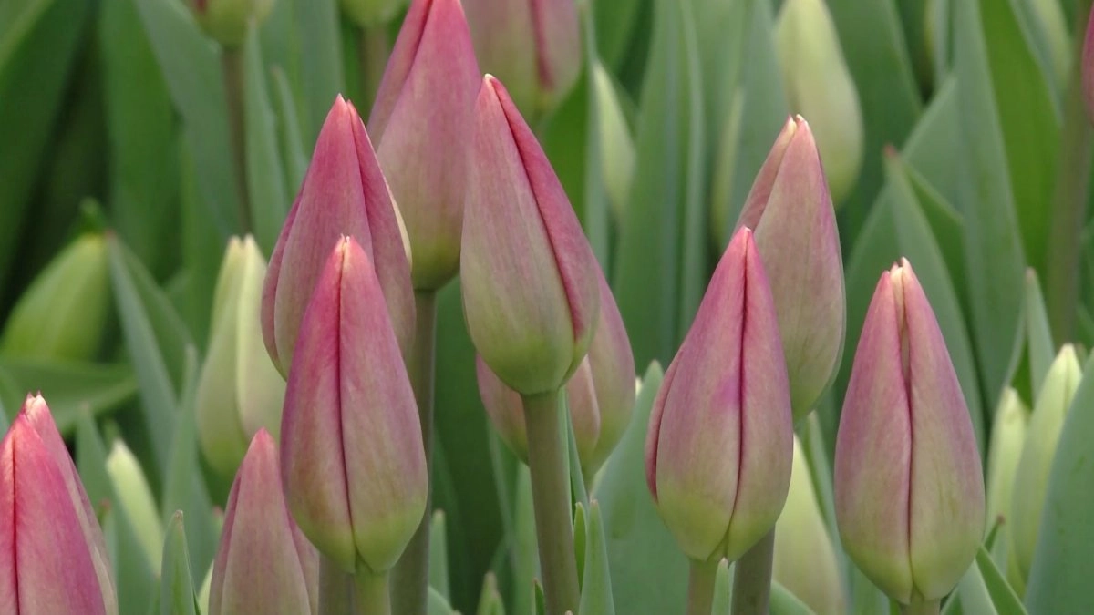 Кадр из видео