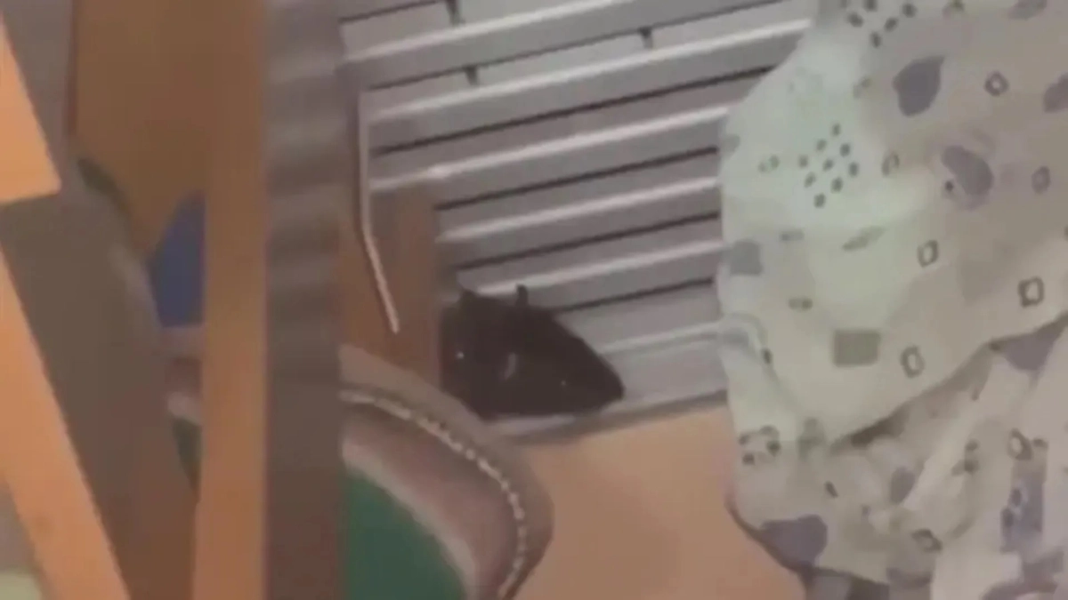 Кадр видео
