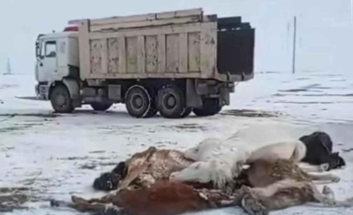 Фото: акимат Улытау