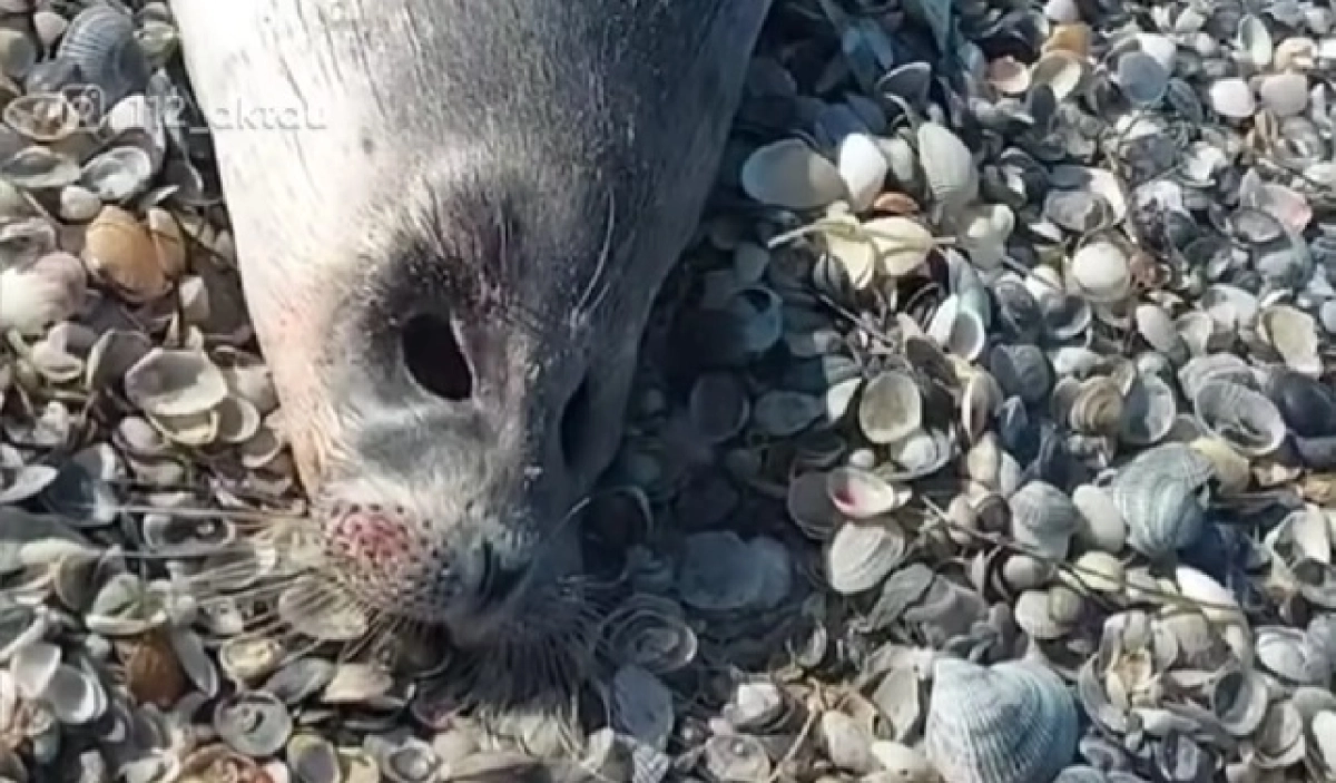 Фото: скриншот из видео