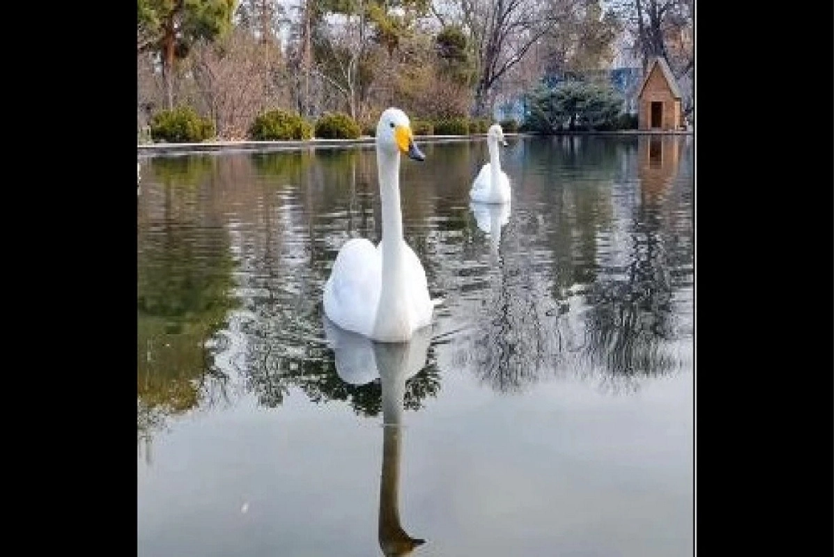 Фото: скриншот видео
