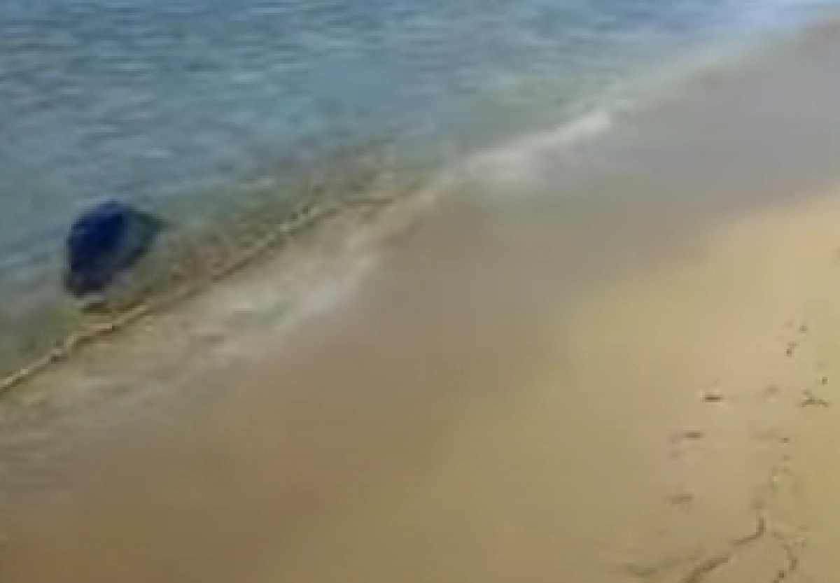 Кадр из видео