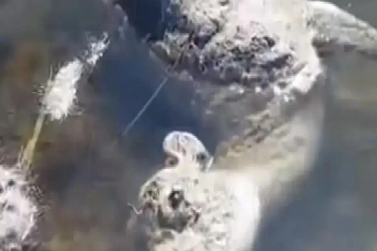 Фото: скриншот из видео