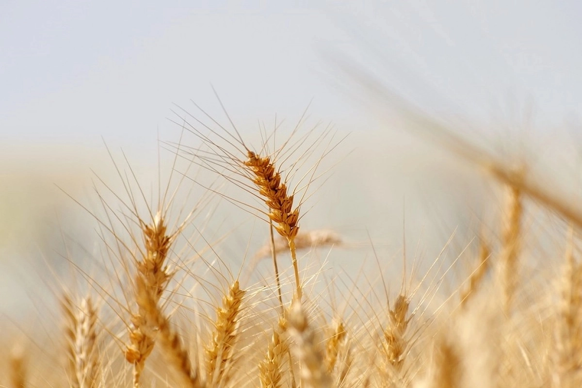 Фото: pixabay.com