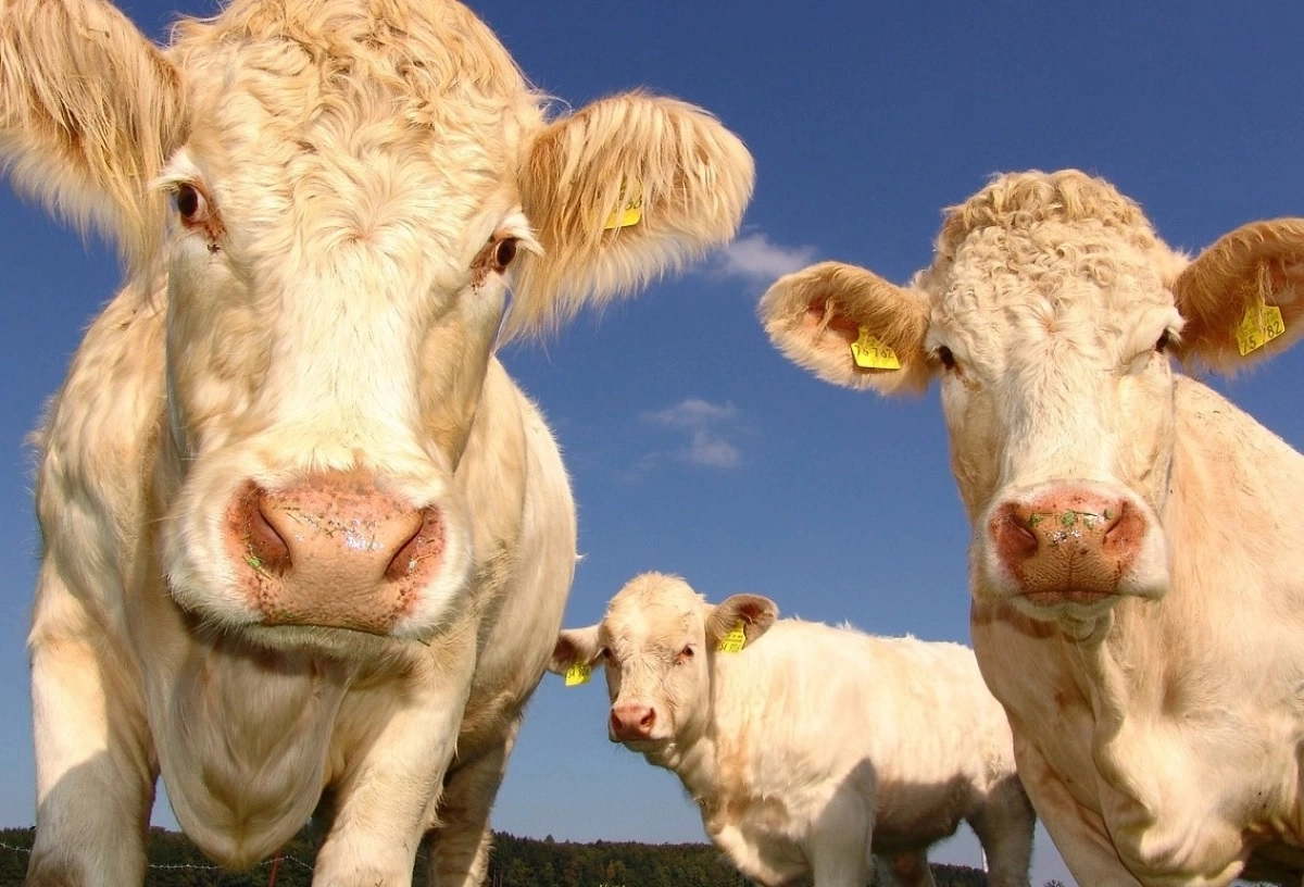 Фото: pixabay.com