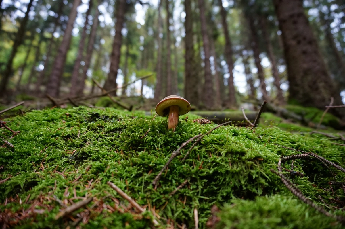Фото: pixabay.com