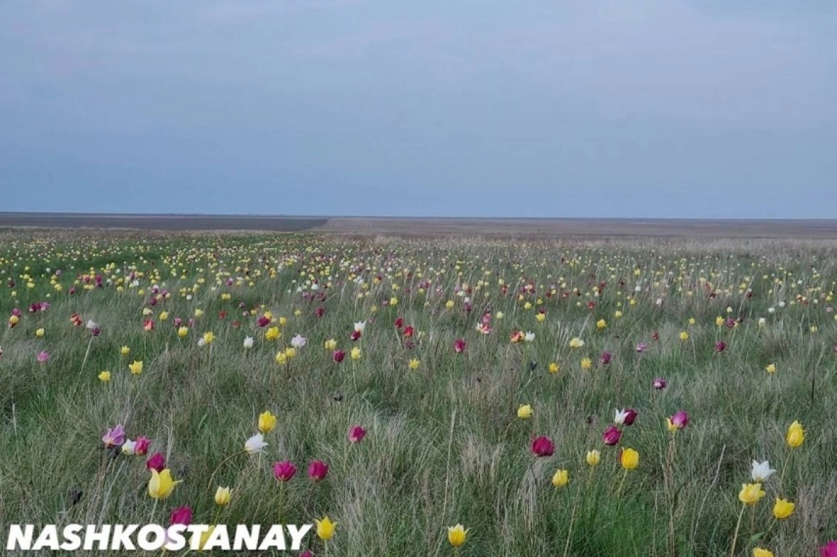 Фото: Instagram.com/@nashkostanay