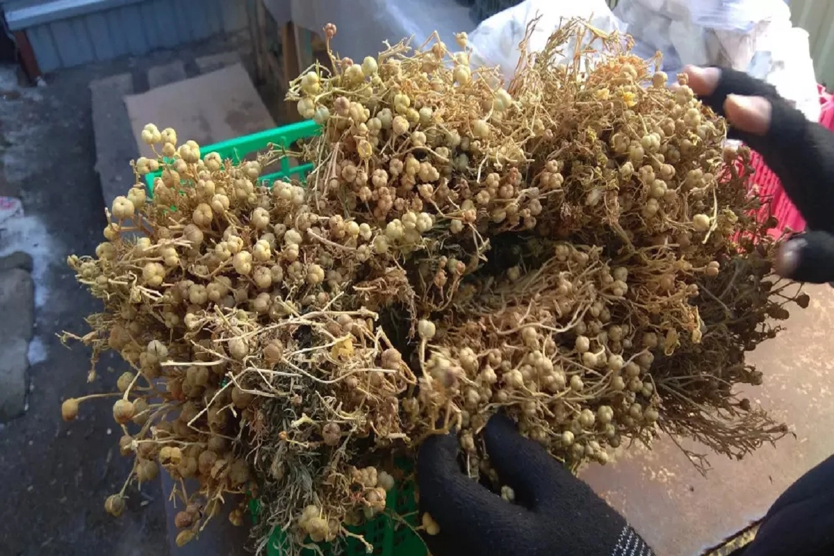 Фото: kstnews.kz