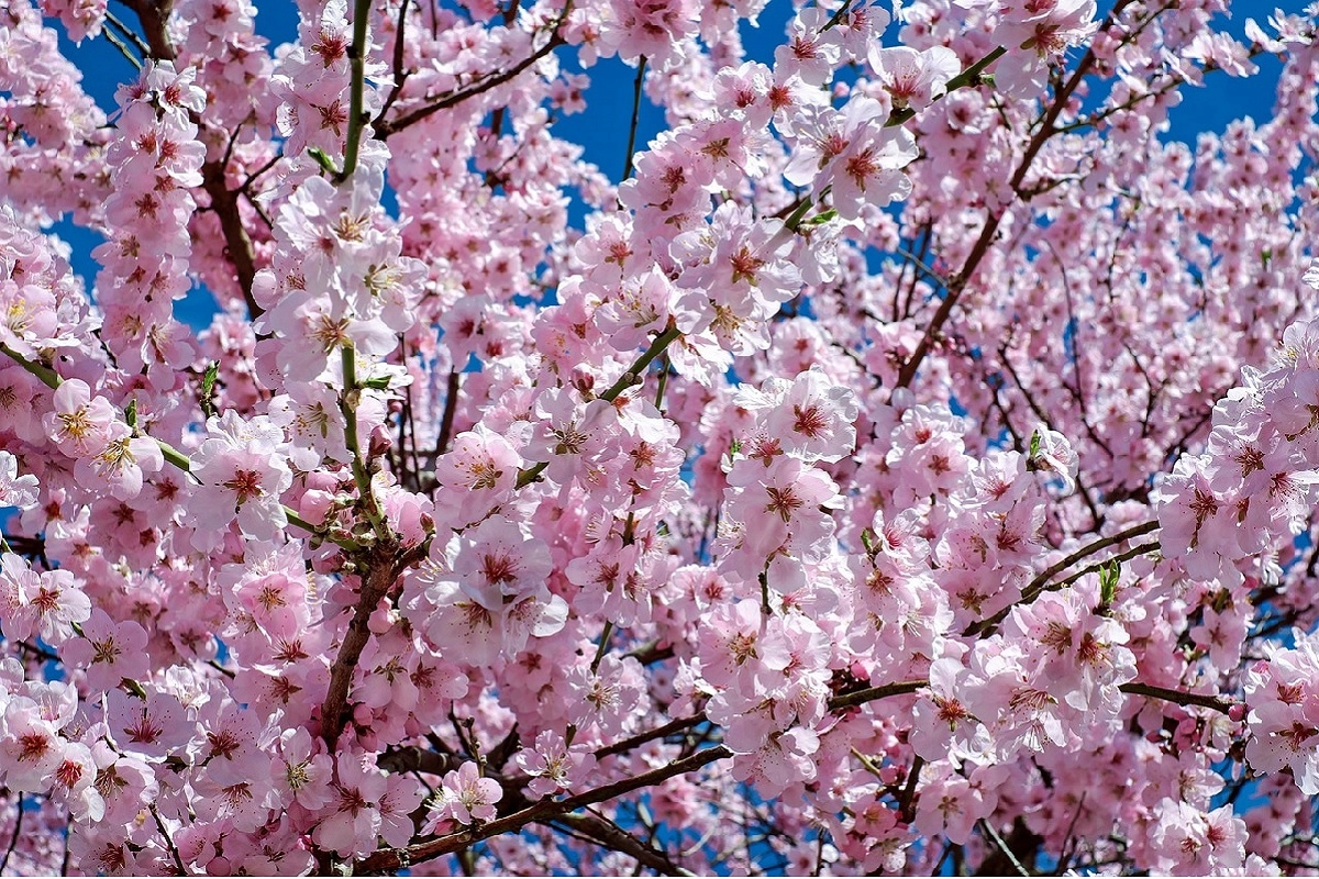 Фото: pixabay.com