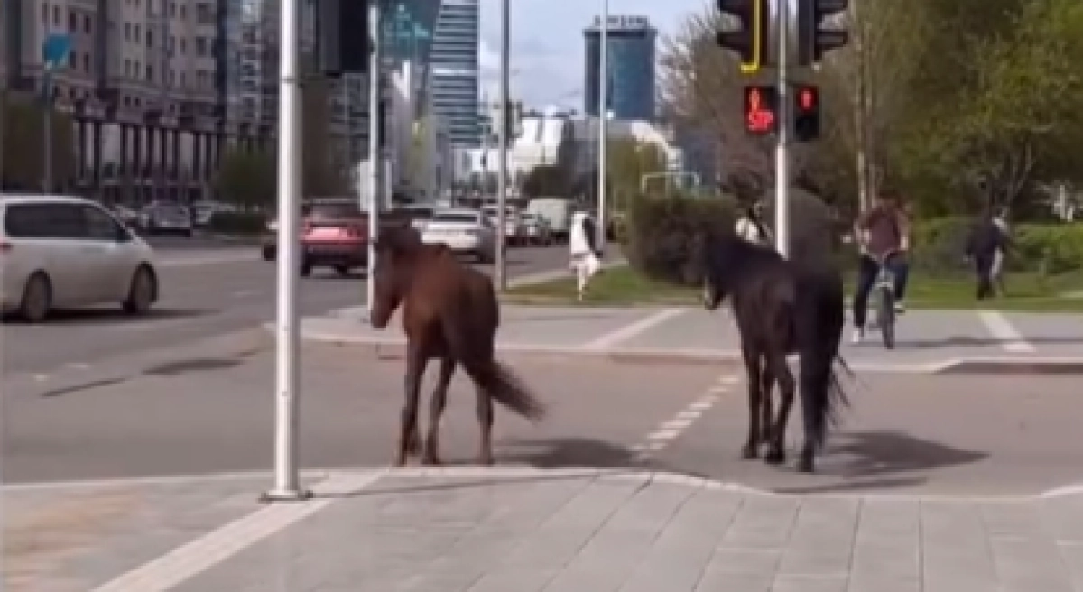 Фото: кадр из видео