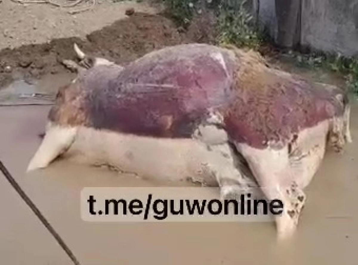 Трупы 