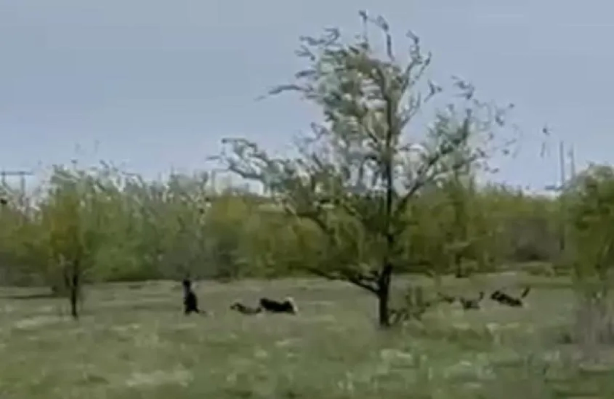 Фото: кадр из видео