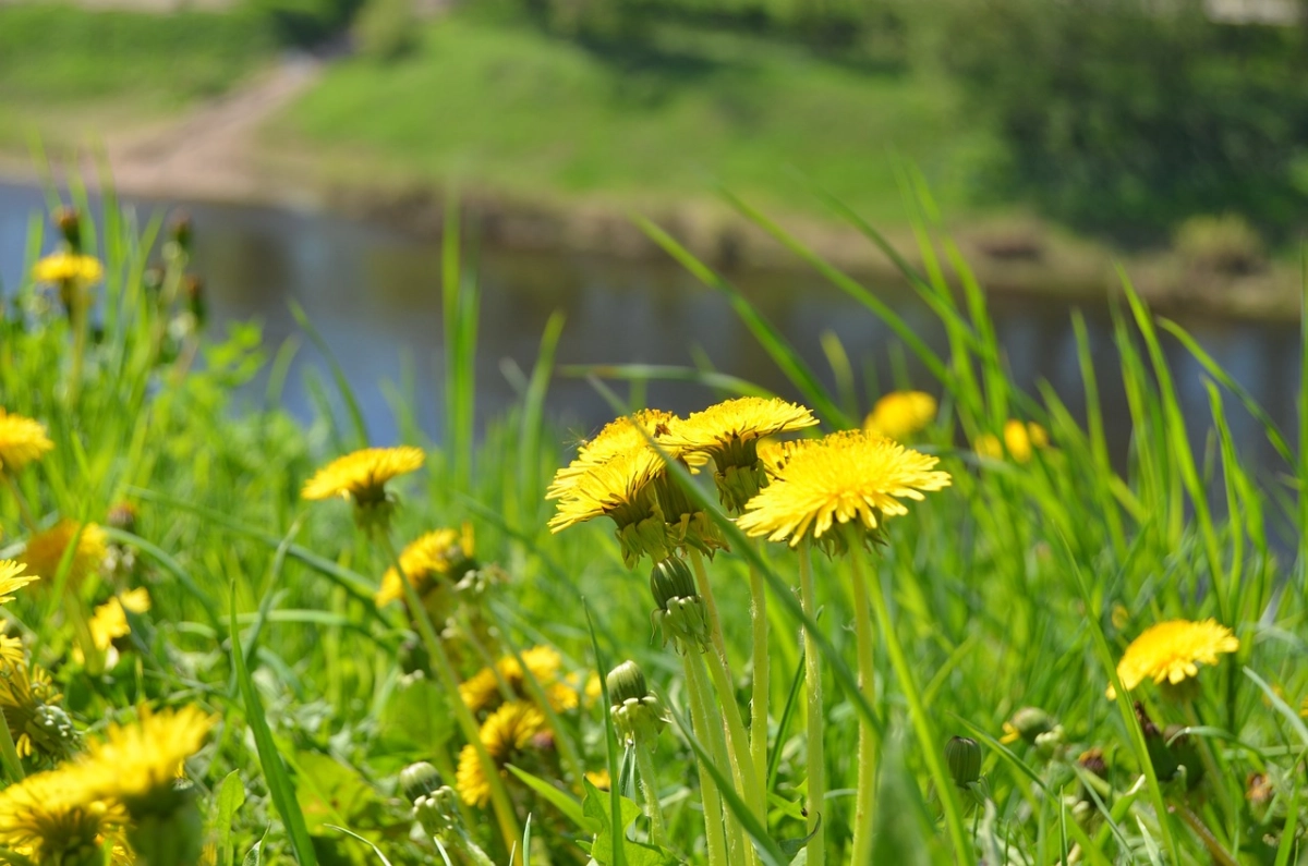 Фото: pixabay.com