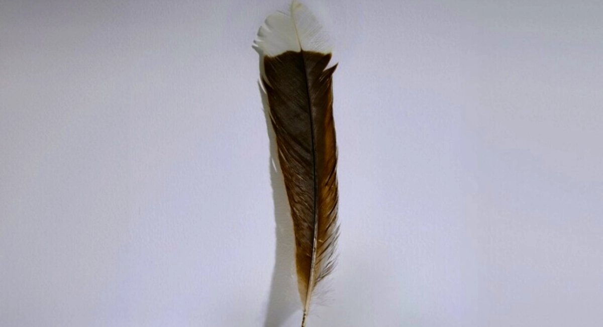 Фото: The Guardian / Webb's