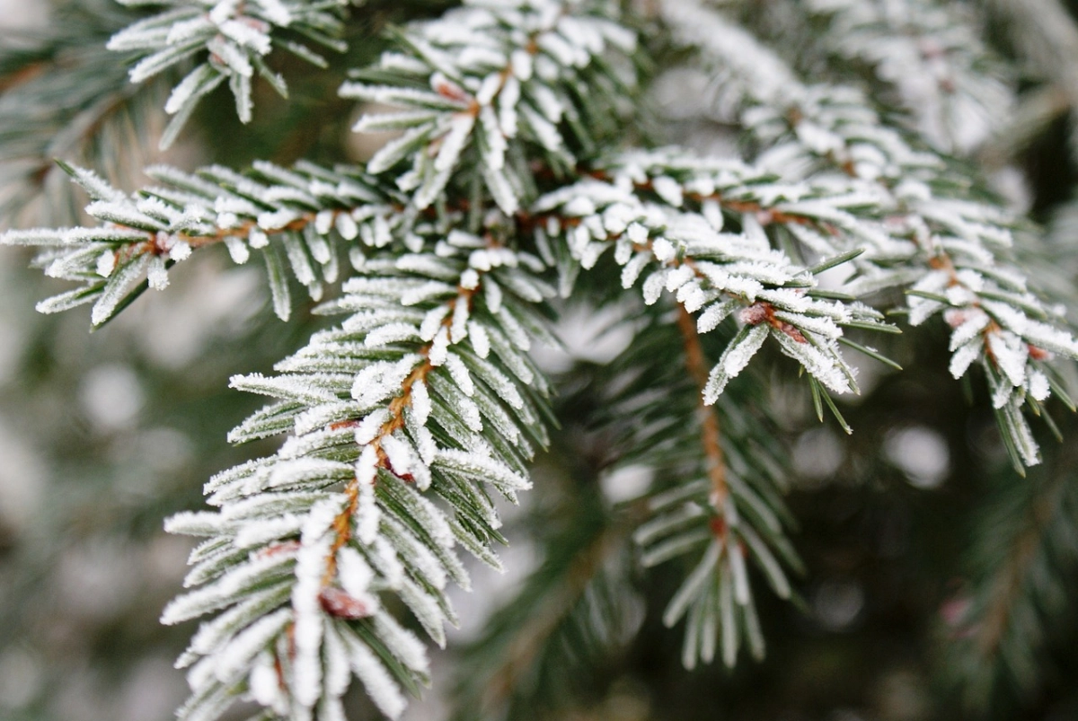 Фото: pixabay.com