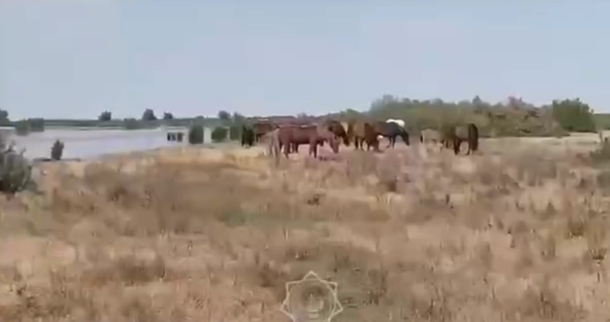 Фото: кадр из видео