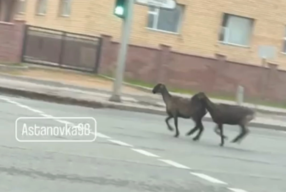 Фото: скриншот из видео