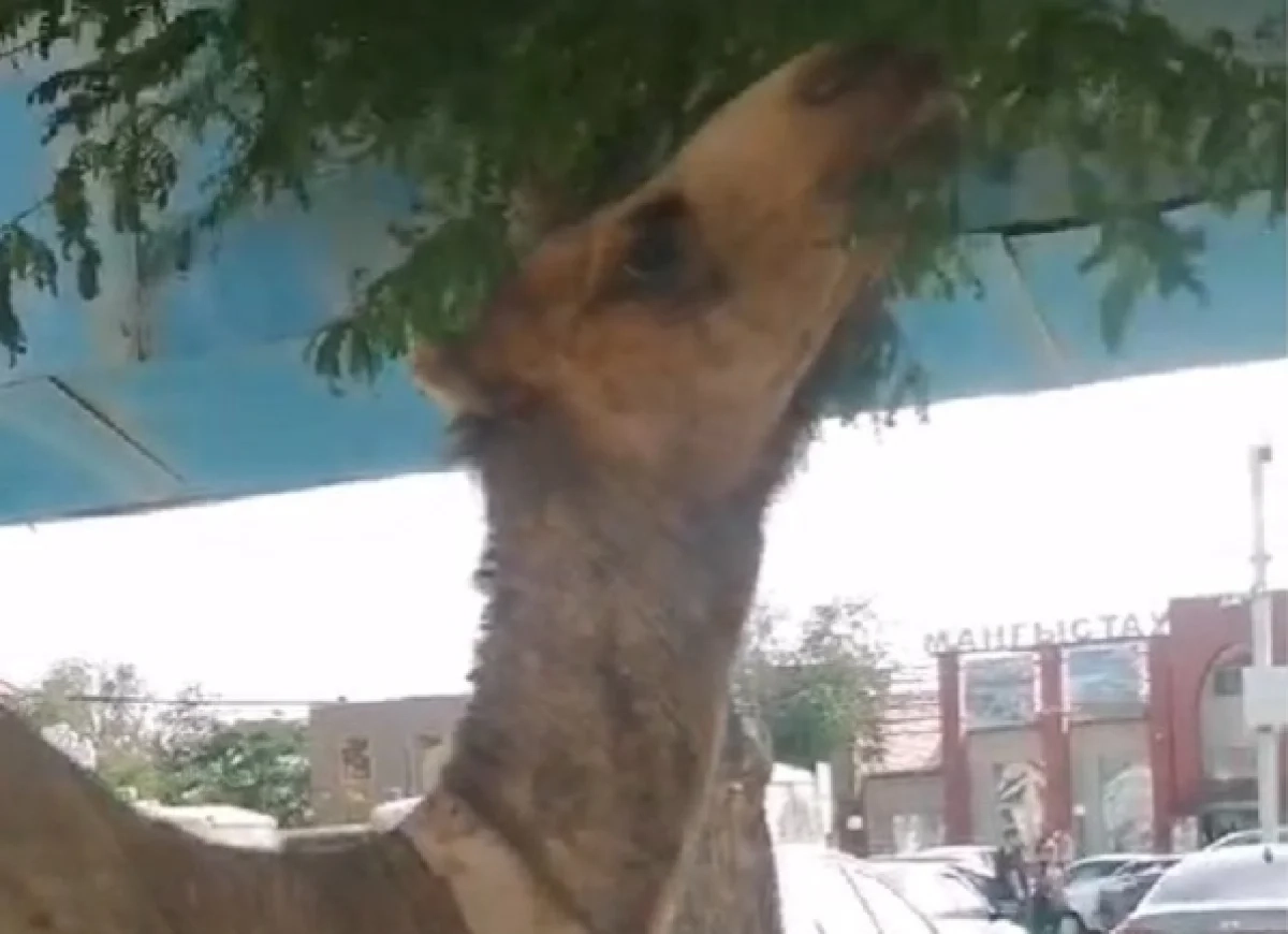 Фото: кадр из видео