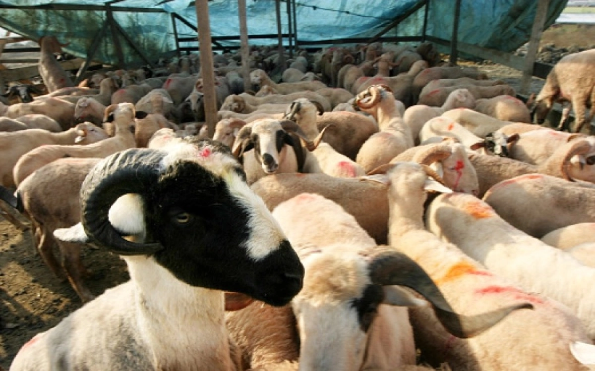 Фото: pixabay.com