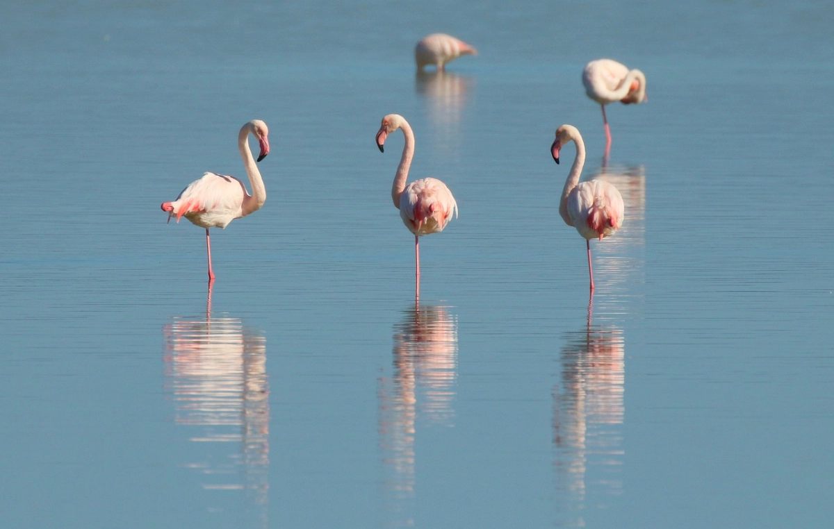 Фото: pixabay