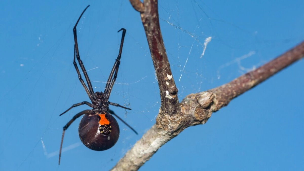 ФОТО : Shutterstock/FOTODOM