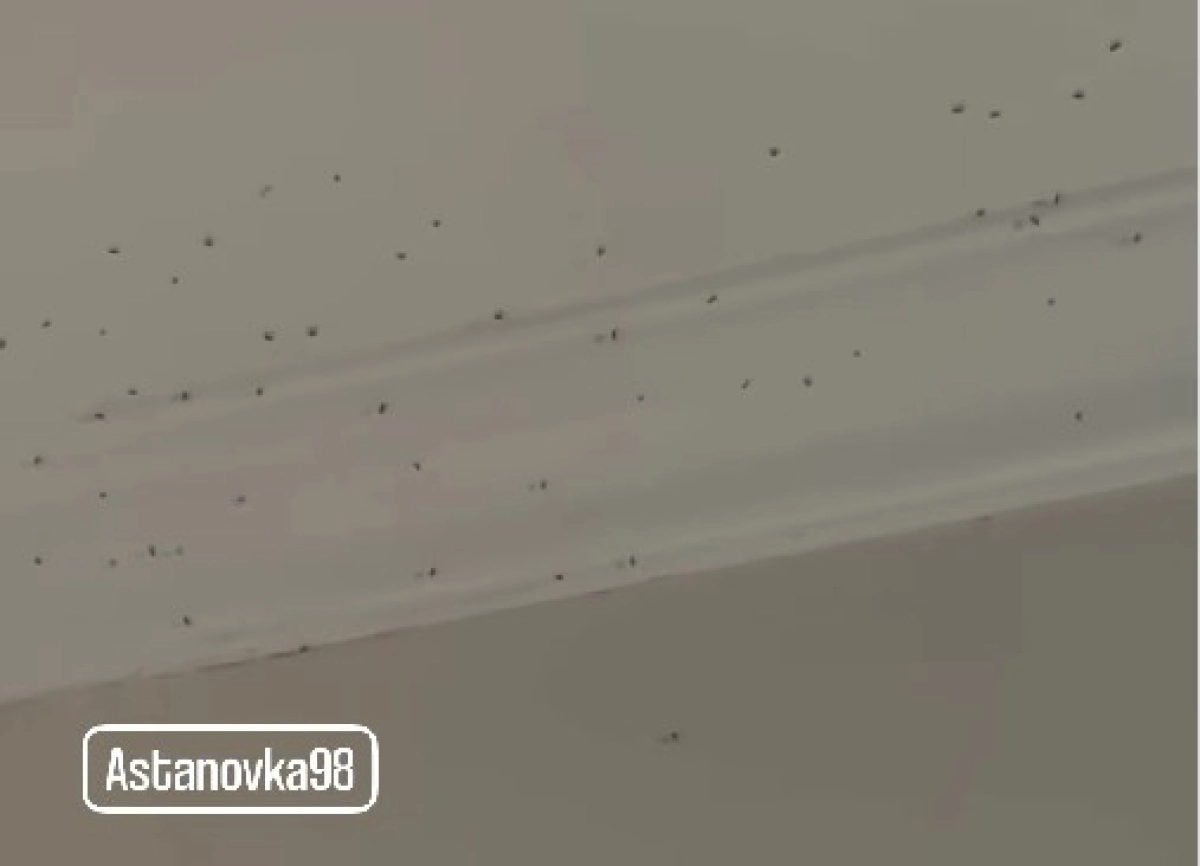 Кадр из видео