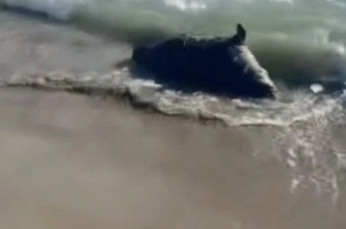 Фото: скриншот из видео