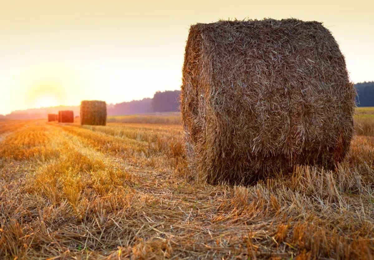 Фото: depositphotos.com