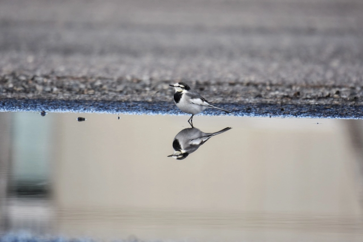 Фото: pixabay.com