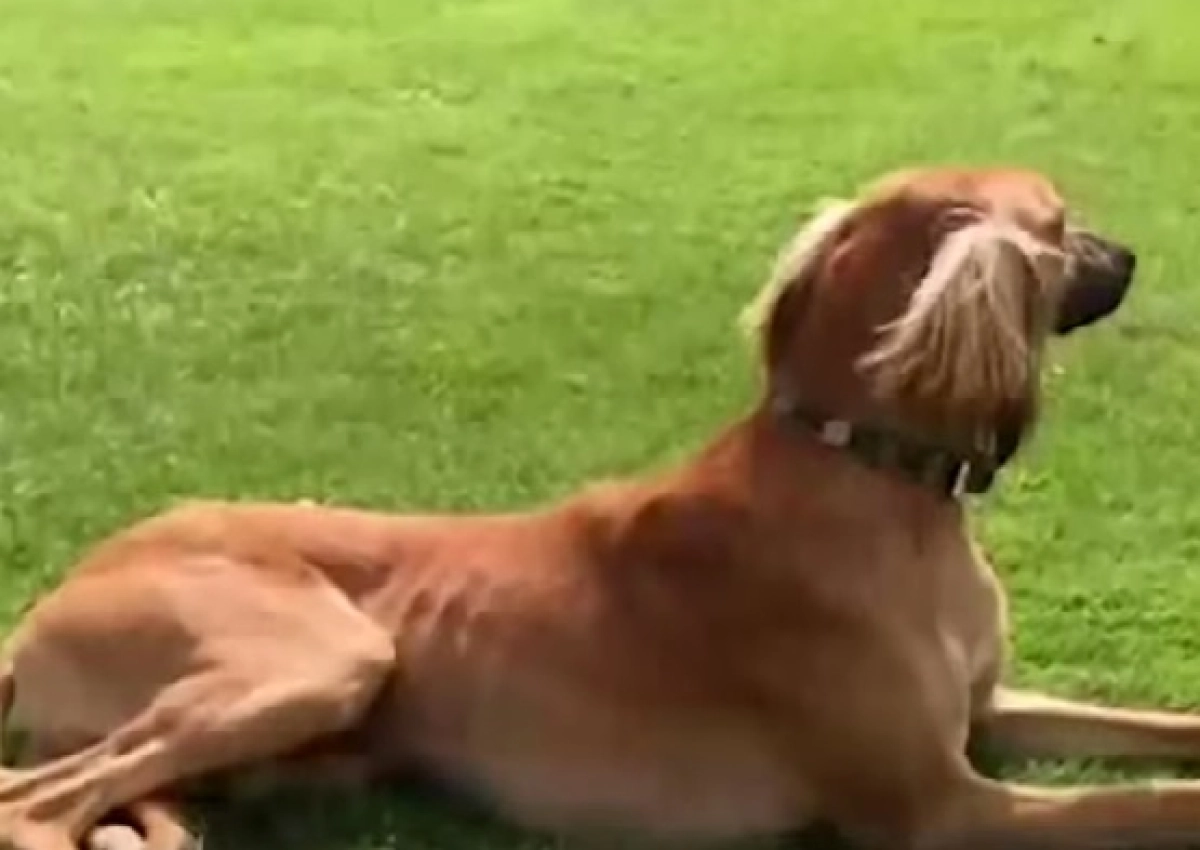 Фото: кадр из видео