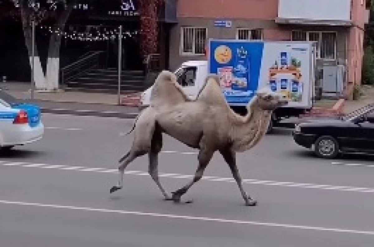 Кадр из видео