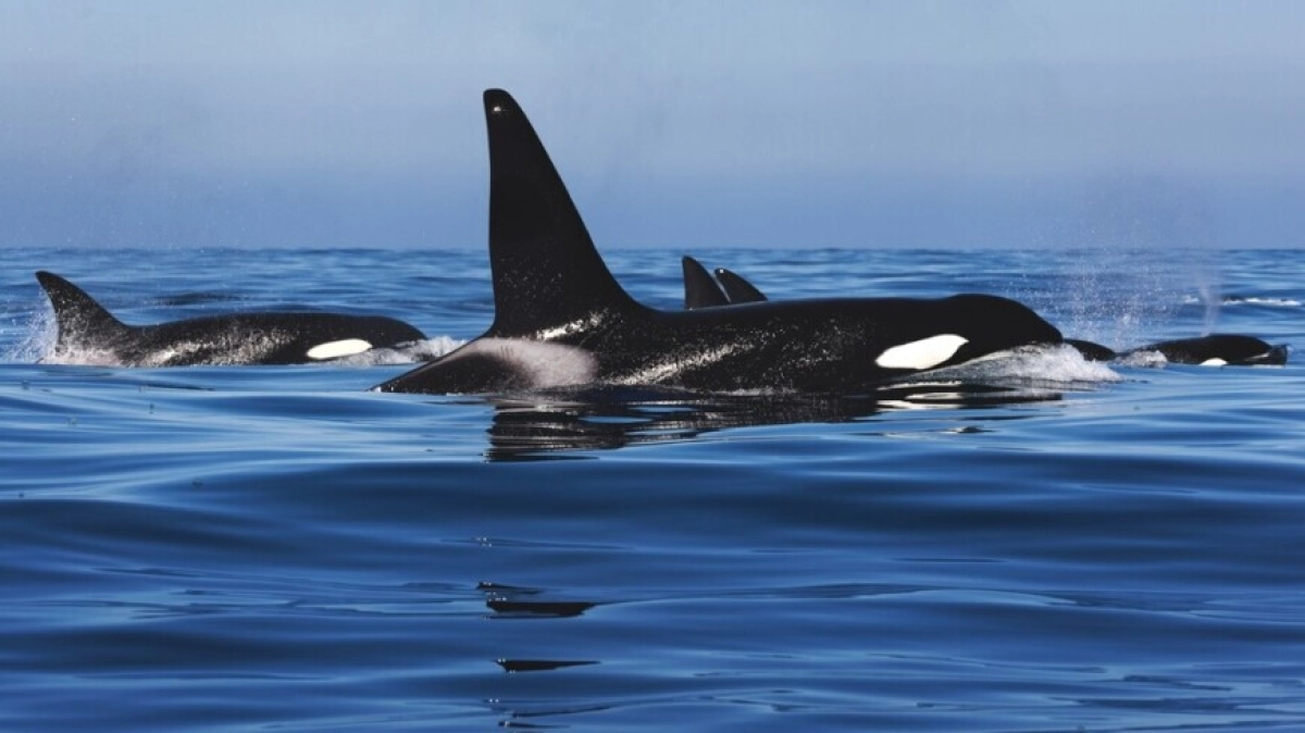 Фото: Shutterstock/FOTODOM