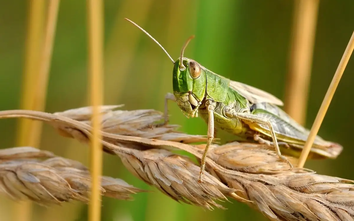 Фото: pixabay.com