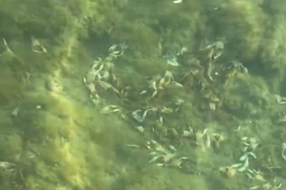 Фото: скриншот из видео