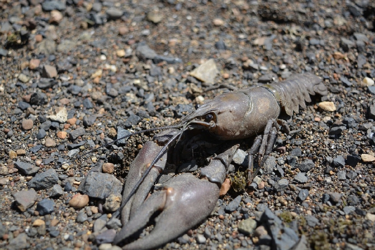 Фото: pixabay.com