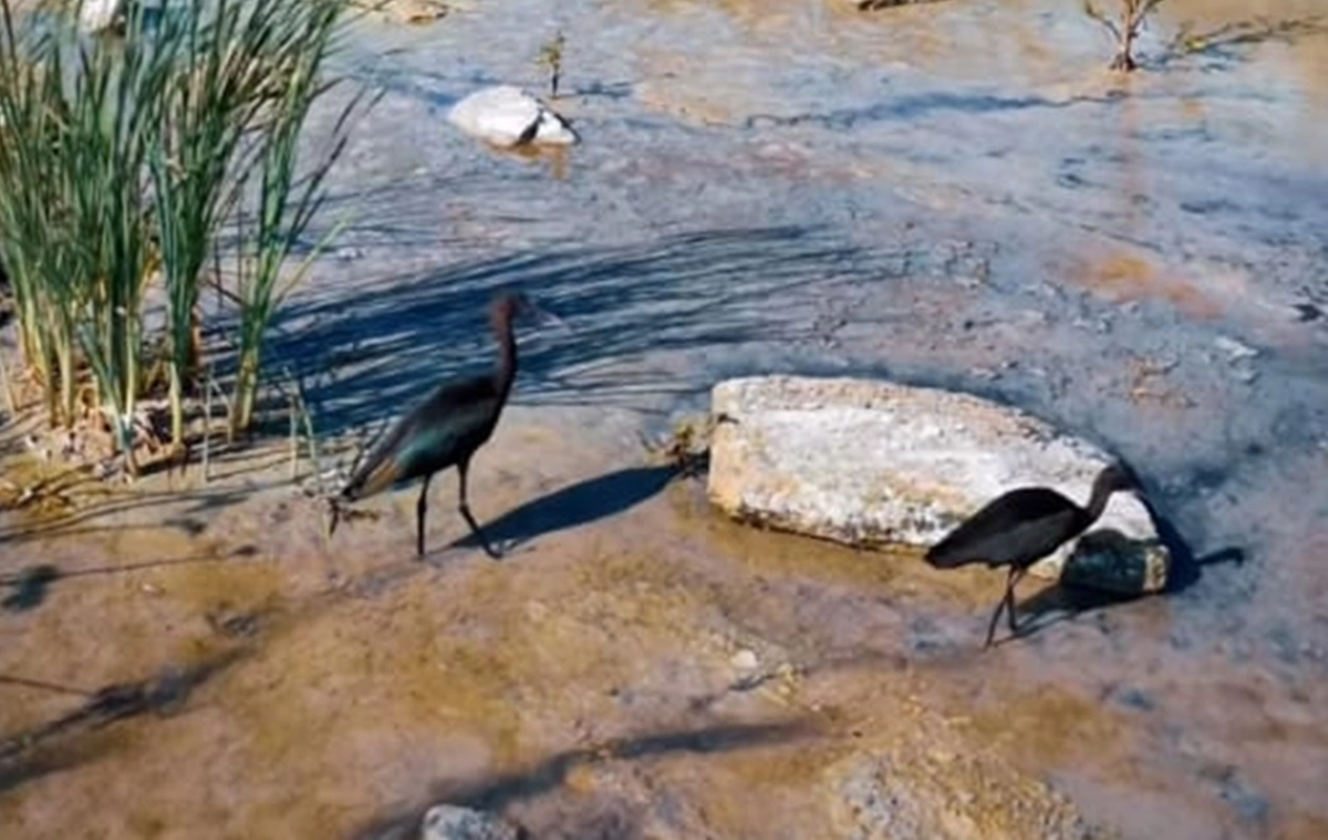 Фото: кадр из видео